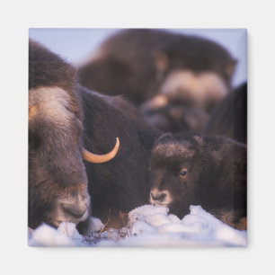 Aimant bœuf musqué, Ovibos moschatus, vache avec nouveau-