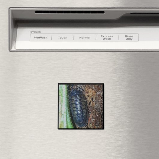 Aimant - Bogue de pilule (photo) (In Situ (Lave-vaisselle))