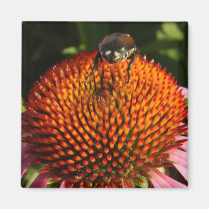 Aimant Bogue sur la fleur