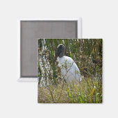 Aimant Bois cigogne Oiseaux Terres humides Floride Photo (Recto/Verso)