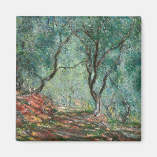Aimant Bois d'olivier dans les jardins de Moreno (par Mon