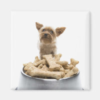 Bol de gâteries pour chiens par Yorkshire Terrier