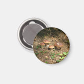 Aimant boletus (Recto/Verso)