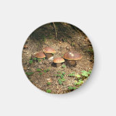 Aimant boletus (Devant)