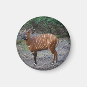 Aimant Bongo (Antelope)