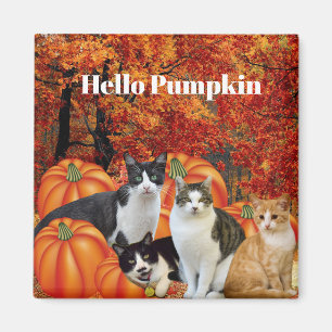 Aimant Bonjour Citrouille Saison Automnale Chats dans le