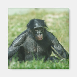 Aimant Bonobo musculaire dans l'herbe