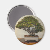 Aimant Bonsai à National Arboretum, Washington D.C. (Recto/Verso)