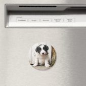 Aimant Border Collie (In Situ (Lave-vaisselle))