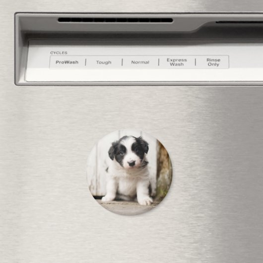 Aimant Border Collie (In Situ (Lave-vaisselle))