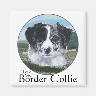 Aimant Border Collie au travail