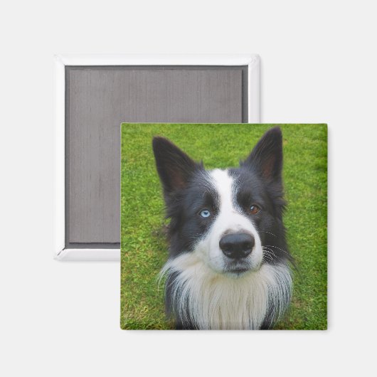 Aimant Bordure Collie (Recto/Verso)