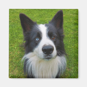Aimant Bordure Collie