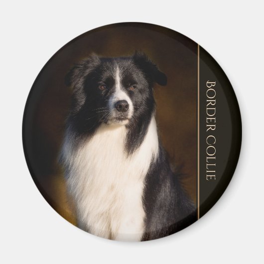 Aimant Bordure Collie (Devant)