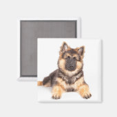 Aimant Bordure Collie Allemand Shepherd Mix (Recto/Verso)