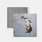 Aimant Bordure Collie juste avant d'attraper la balle hau (Recto/Verso)