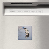 Aimant Bordure Collie juste avant d'attraper la balle hau (In Situ (Lave-vaisselle))
