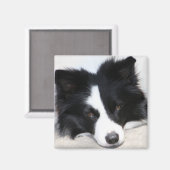 Aimant Bordure noire et blanche Collie Chien Chien Chien  (Recto/Verso)