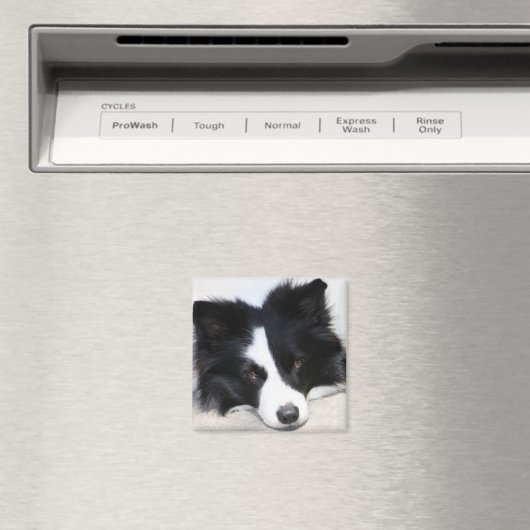 Aimant Bordure noire et blanche Collie Chien Chien Chien  (In Situ (Lave-vaisselle))