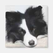 Aimant Bordure noire et blanche Collie Chien Chien Chien  (Devant)