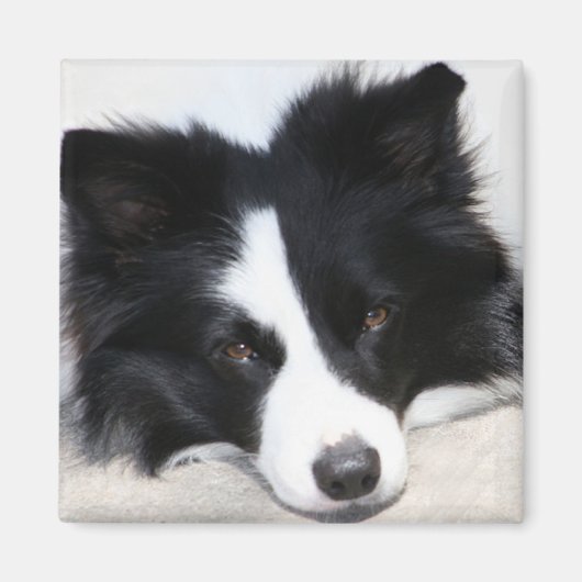 Aimant Bordure noire et blanche Collie Chien Chien Chien  (Devant)