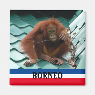 Aimant Borneo Cute Orangutan dans le souvenir de Sepilok