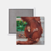 Aimant Bornéo orangoutan (Recto/Verso)