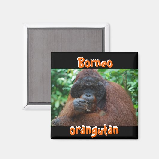 Aimant Borneo Orangutan Homme dans la jungle (Recto/Verso)