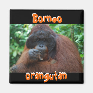 Aimant Bornéo Orangutan Male dans la jungle