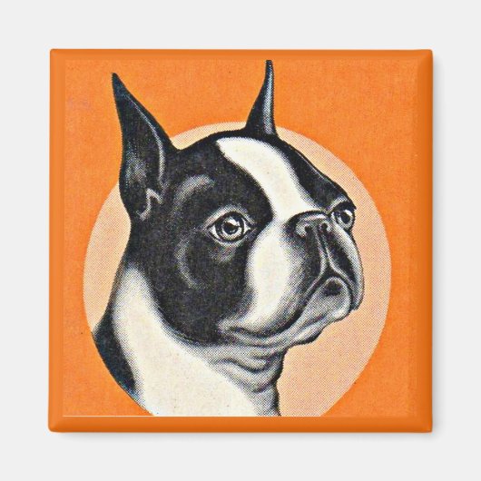 Aimant Boston terrier (Devant)