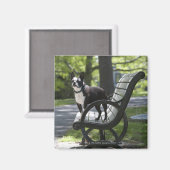 Aimant Boston Terrier (Recto/Verso)