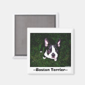 Aimant —Boston Terrier— (Recto/Verso)