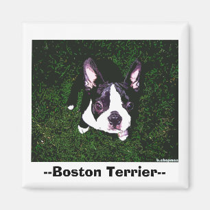 Aimant --Boston Terrier--
