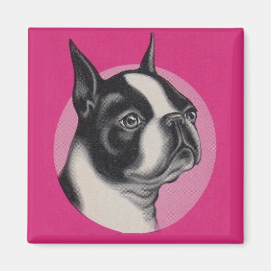 Aimant Boston terrier (Devant)