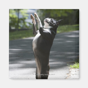 Aimant Boston Terrier 2