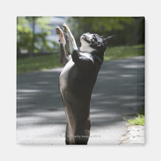 Aimant Boston Terrier 2 (Devant)