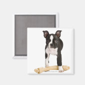 Aimant Boston terrier gardant l'os siffleur (Recto/Verso)