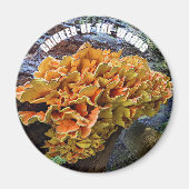 Aimant Botanique de champignon de poulets de bois (Devant)