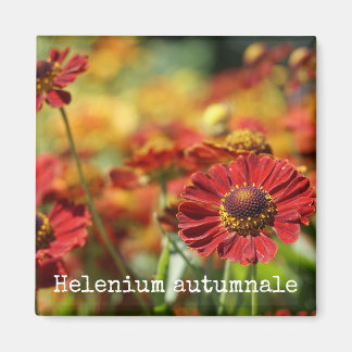 Aimant botanique d'herbe éternuée