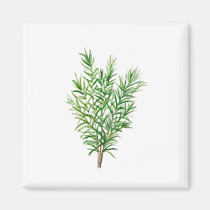 Aimant Botanique vert plante jardin cuisine romarin