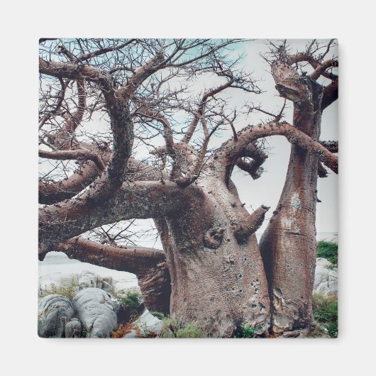 Aimant Botswana Kubu Island Baobab Tree Magazine (Devant)