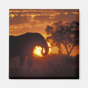 Aimant Botswana, parc national de Chobe, éléphant mâle