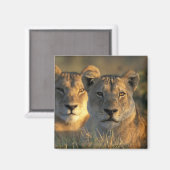 Aimant Botswana, parc national de Chobe, Lionnes (Recto/Verso)