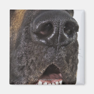 Aimant Bouche de great dane, plan rapproché