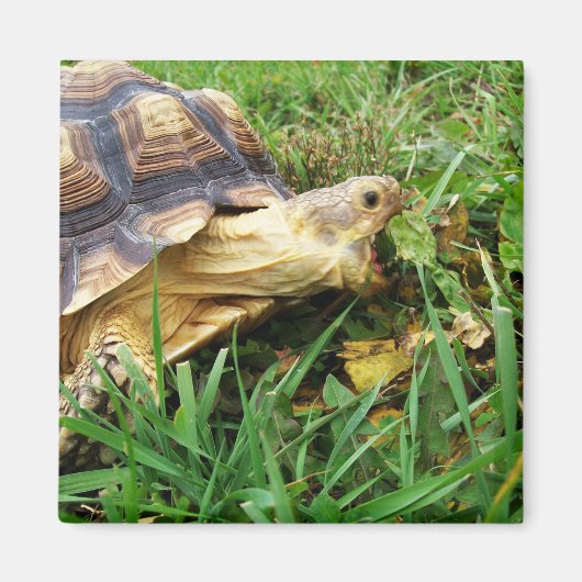 Aimant Bouche Sulcata Tortoise Open Take Bite of Grass (Devant)