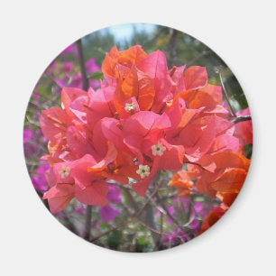 Aimant Bougainvilliers roses tropicaux
