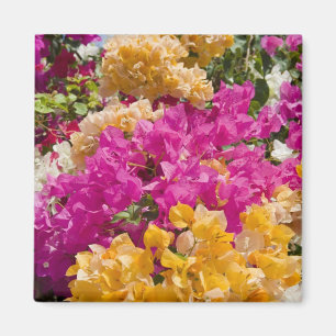 Aimant Bouganvilleau, Cayman Brac, îles Caïmans