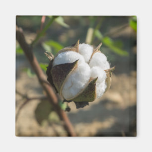 Aimant Boule de coton