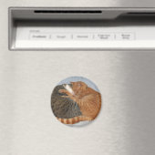 Aimant Boule de la laideur (In Situ (Lave-vaisselle))