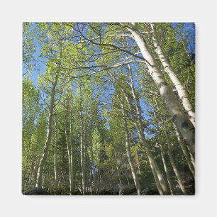 Aimant Bouleaux d'été dans les montagnes Rocheuses
